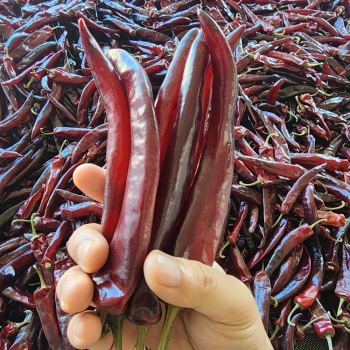 25년 국내산 세척 건고추 순한맛/보통맛/매운맛 1근(600g)