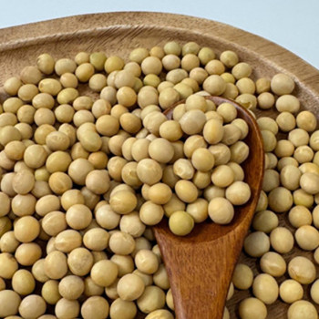 (농할) 국내산 강화섬 대두 백태콩 메주콩 (600g/1kg/5kg/10kg) 영양만점 잡곡