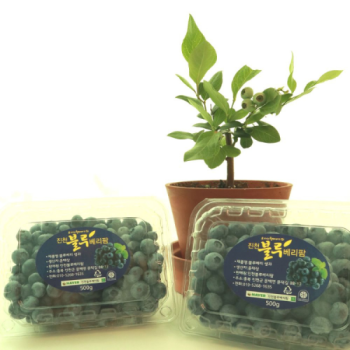 저탄소 무농약 깨끗한 블루베리 농장 500g/1kg 당일수확 당일발송