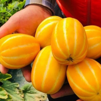 [건양농가] 아삭아삭 성주 꿀 참외 900g / 2kg / 3kg / 5kg