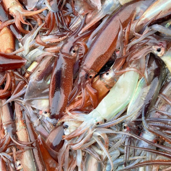 국내산 활 오징어 750g(5미) 통찜 오징어 1kg(7~8미) 급냉
