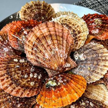 26년도 산지직송 통영 제철 비단가리비 1kg 25미내외