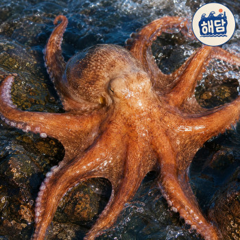 [해담] 산지직송! 자연산 활 돌문어 1kg/2kg (빙장포장)
