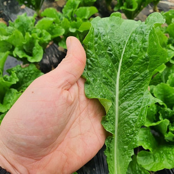 국내산 로메인 상추 쌈채소 1kg/ 2kg