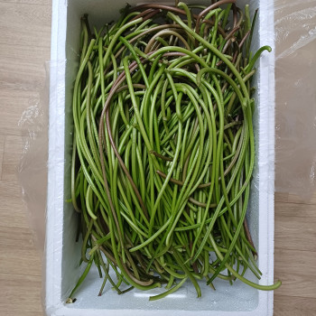 국내산 고구마순 1kg/ 2k/g 3kg/ 4kg/ 5kg
