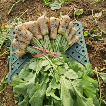 여수 노지 생 알타리 3kg/ 5kg/ 10kg