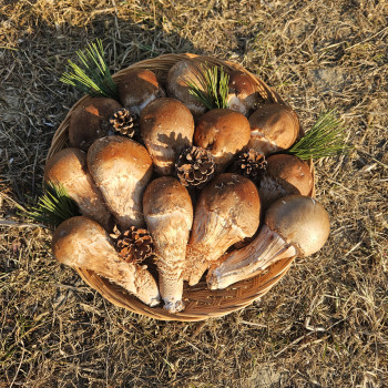 참송이 버섯 500g/ 1kg