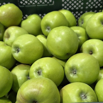 국내산 햇 청사과 초록사과 썸머킹 아오리 썸머프린스 2kg/ 3kg/ 5kg