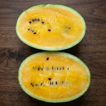 [제주팜] 산지직송 제주 망고수박 2kg/3kg/4kg