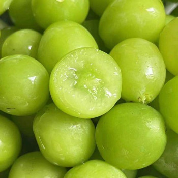 (농할) [당도상회] 15브릭스 이상 샤인머스켓 2kg