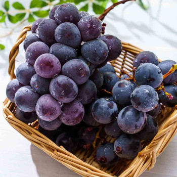 (농할) [모아담] 향긋하고 달콤한 고당도 거봉 특품(1kg/2kg)(그린다참)