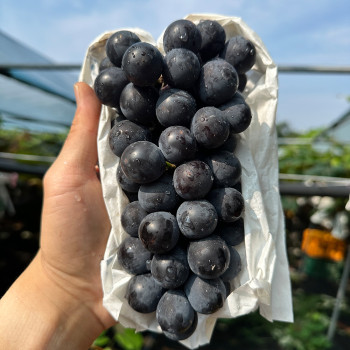 (농할) [모아담]새콤달콤 영동 김천 켐벨포도 1kg/1.5kg/2kg (당찬다참)