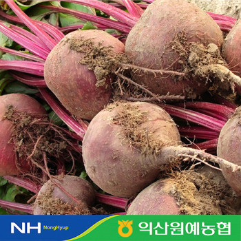 [농협] 한아름드린 레드비트 3kg/5kg/10kg(특/개당180-300g)