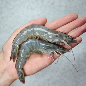 [오커캄스] 흰다리 새우 활새우 500g 1kg