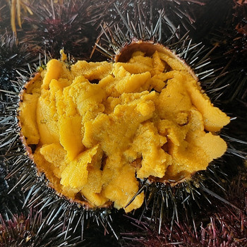 산지직송 포항 여름 보라 성게알 100g