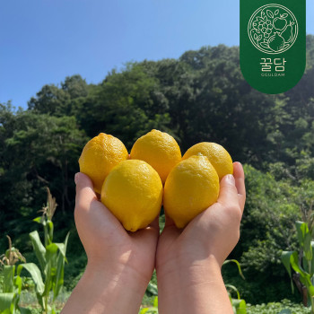 [꿀담] 상큼한 자연의 맛 최상급 팬시 레몬 대과 / 수량선택