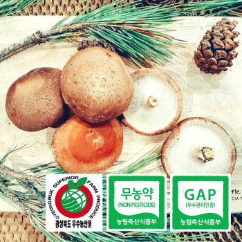 (농할) [산지직송] 국내산 생표고버섯 안동 하회 참표고버섯 1kg