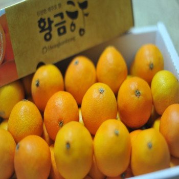 [제주] 산지직송 제주도 황금향 1.5kg/2.5kg/4.5kg