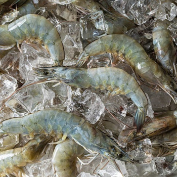 [산지직송] 전남 신안_생물 흰다리 새우 [500g-1kg]