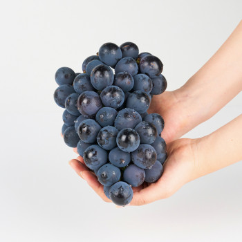 (농할) [딱! 7일 특가] 제철 고당도 국내산 거봉 600g/800g/1.5kg/2kg/3kg/4kg