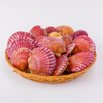[산지직송] 국내산 당일조업 홍가리비 1kg(30-35미 내외)