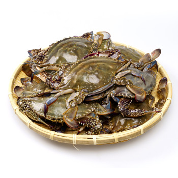 [산지직송] 국내산 활 숫꽃게 1kg (3~6미 내외)