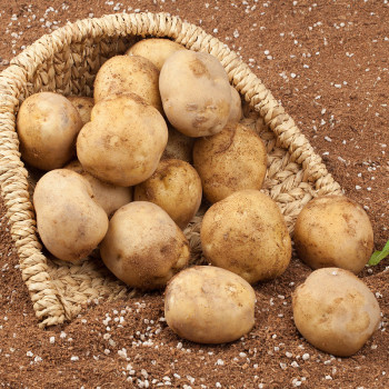 [극동농가] 국내산 햇 감자 특가전 (3-5kg/사이즈별)