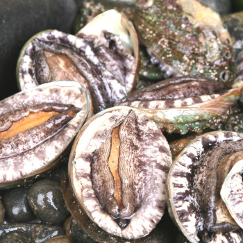 [바다참전복] 완도 활 참전복 (소) 1kg(17-20미)/1.5kg(25-30미)/2kg(31-38미)