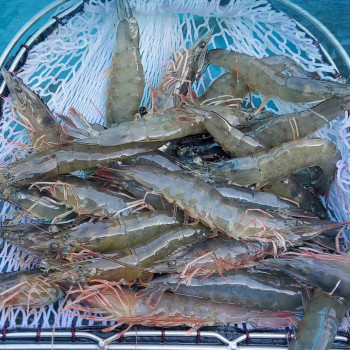 국내산 탱글탱글 흰다리새우 활새우 생새우 500g 1kg