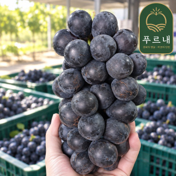 [푸르내] 국내산 BK시들리스 거봉포도 (16brix 이상) 1kg/2kg