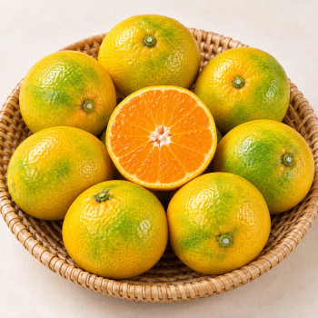 [경매직송] 제주 산지 직송! 유라 극조생 감귤 2kg/3kg