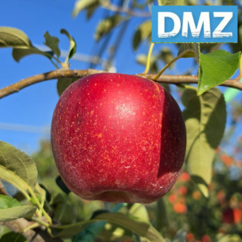 (농할) [첫출하/DMZ 철원사과] 고당도 철원사과 아리수/홍로 [3kg-5kg]