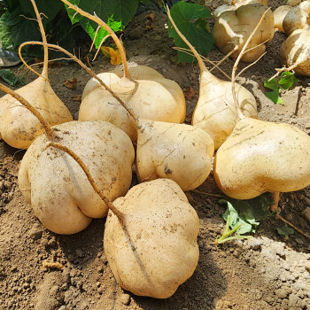 국내산 히카마 햇감자 멕시코감자 슈퍼푸드 국산 얌빈 3kg 5kg