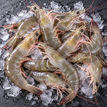 [경매직송] 당일조업! 신안 활새우 500g/1kg (아이스박스 포장)