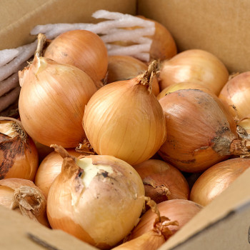 국내산 아삭하고 달콤한 햇양파 (2kg/3kg/5kg)