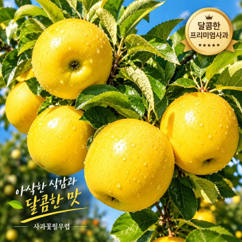 [사과꽃필무렵] 경북 안동 새콤 달콤 2026년 꿀 햇 시나노골드 사과 가정용 중과