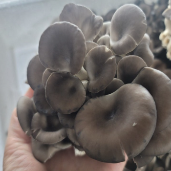 [한결스토어]의 꽃느타리버섯 2kg (특)