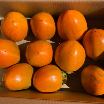 [건양농가] 햇 대봉감 2kg / 5kg / 10kg