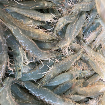 [산지직송] 전남 강진_생물 흰다리 새우 [1kg/35미 내외]