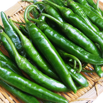 [한결스토어]의 청양고추 500g / 1kg