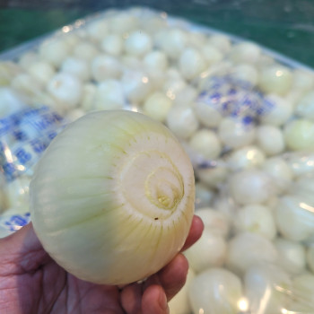 [한결스토어]의 깐양파 1kg / 5kg