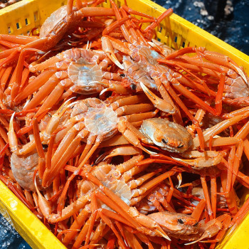 [올플] 산지직송! 신선한 후포항 자숙 박달홍게 3kg