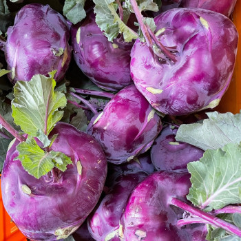 국내산 콜라비 보라색무 1kg 외
