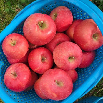 [건양농가] 가정용 세척 사과 2kg / 4kg
