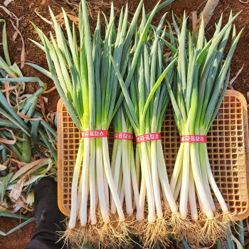 국내산 흙대파 1kg 2kg