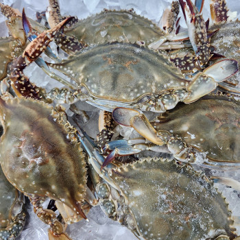 국내산 살이 꽉 찬 급냉 암꽃게 1kg
