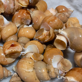 국내산 구룡포 백고동 중 1kg (25-35미 내외)