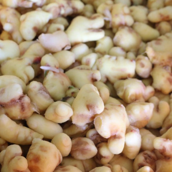 국내산 경북 알싸한 세척&흙생강 1kg~10kg
