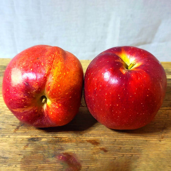 국내산 안동 아삭달콤 감홍사과 1kg~10kg