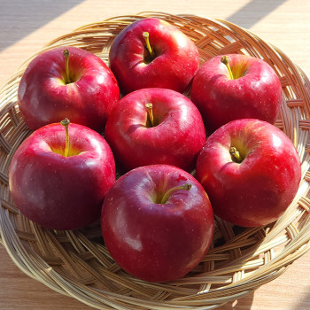 국내산 아삭달콤 루비에스 사과 500g~4kg